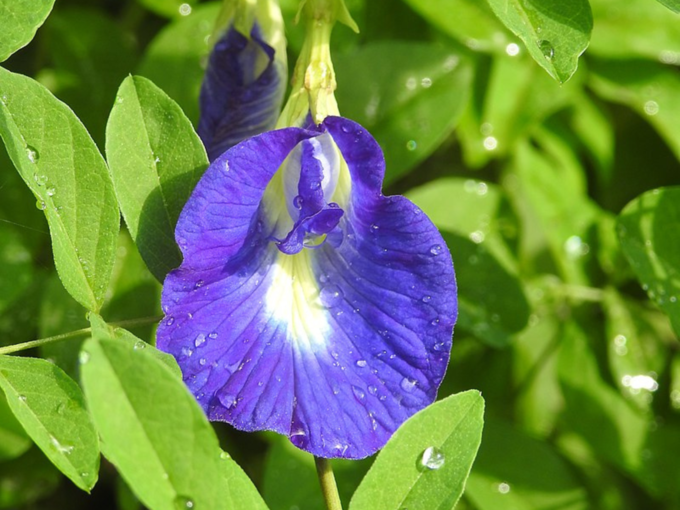 ​ಶಂಖಪುಷ್ಪ ಗಿಡ​