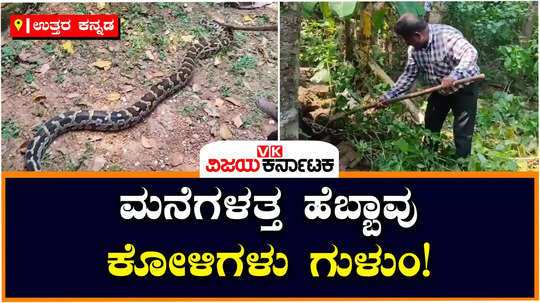 indian pythons and cobra snakes found in uttara kannada ankola karwar region python swallows chicken