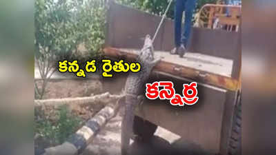 Crocodile: అధికారులపైకి మొసలిని వదిలిన రైతులు.. పంటకు కరెంట్ ఇవ్వలేదని ఆగ్రహం 