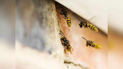 Wasp Attack: വിവാഹസത്കാരത്തിൽ വധൂ വരന്മാരെ സ്വീകരിക്കുന്നതിനിടെ പടക്കം പൊട്ടിച്ചു; കടന്നൽകൂട് ഇളകിവീണ് നിരവധി പേർക്ക് കുത്തേറ്റു