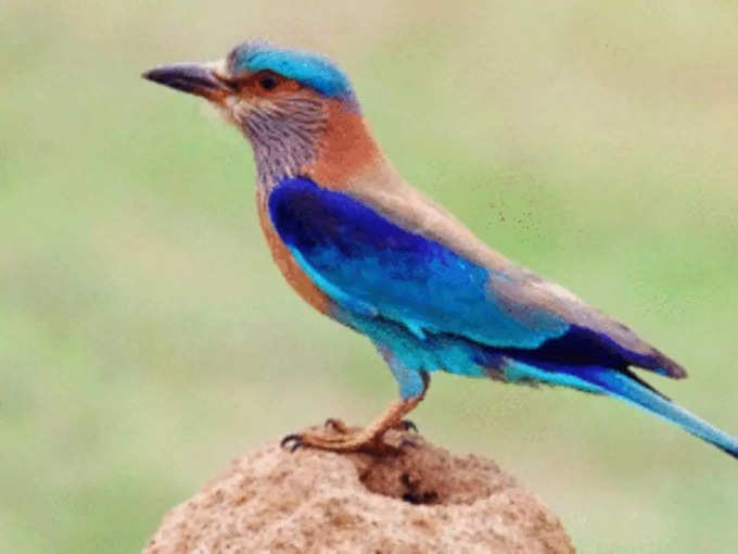 neelkanth bird