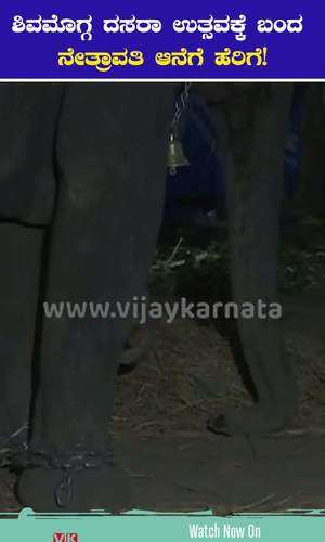 netravati gave birth to an elephant that came to shivamogga dasara festival