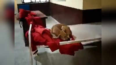 फतेहपुर: सरकारी अस्पताल में बेड पर आराम फरमाता दिखा कुत्ता, स्वास्थ्य सुविधाओं की खुली पोल, देखिए वीडियो