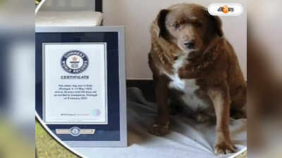World Oldest Dog : চিরনিদ্রায় ববি, ৩১ বছরে মৃত্য়ু সারমেয় কুলের ঠাকুরদার