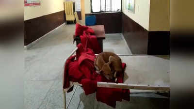 सीएचसी में मरीजों के बेड पर कुत्ता फरमा रहा आराम, फतेहपुर में बेहतर स्वास्थ्य सुविधाओं की खुली पोल, वीडियो वायरल