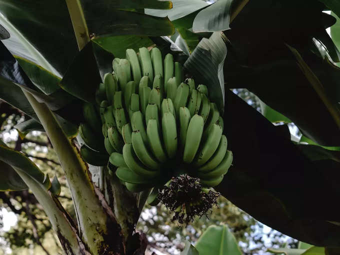 ​ಬಾಳೆ ಗಿಡದ ಪೂಜೆ​