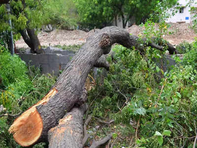 तरणतलावासाठी तीन हजार झाडांवर कुऱ्हाड? मिरा-भाईंदरमध्ये पर्यावरणप्रेमींची नाराजी