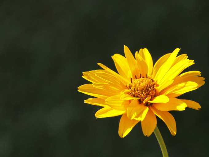 arnica