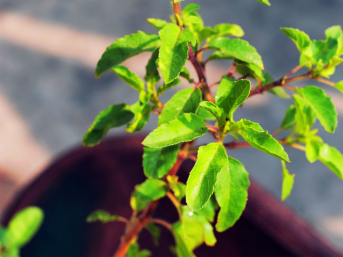 tulsi plant