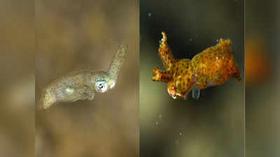 समुद्री प्राण्यांच्या २ नव्या प्रजाती सापडल्या, ८ हात अन् चांदी सारखे डोळे, पाहून शास्त्रज्ञांना धक्का