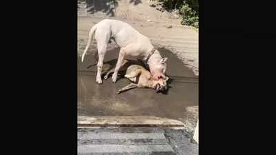 कुत्तों के बढ़ते हमलों में यूपी टॉप पर, नोएडा-गाजियाबाद में रोजाना आते हैं डॉग बाइट के 500 मामले