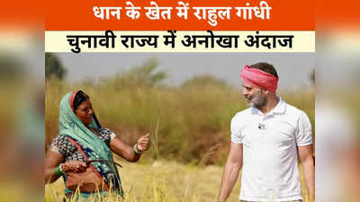 Chhattisgarh Chunav 2023: हाथ में हंसिया तो सिर पे मुरैठा बांध खेत में पहुंचे राहुल राहुल गांधी, धान काटने के लिए बने मजदूर