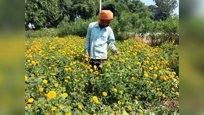 फूलों की खेती से मालामाल हुआ सोनभद्र का किसान, मोटा मुनाफा कमाने का बताया फॉर्म्‍युला
