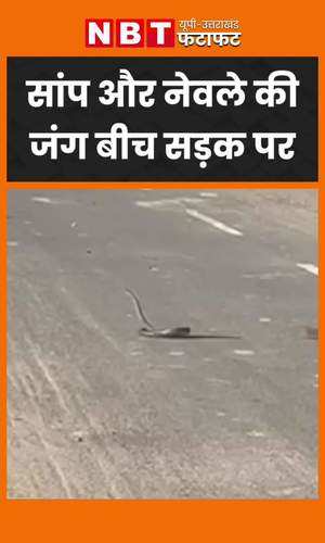 snake and mongoose fight viral video