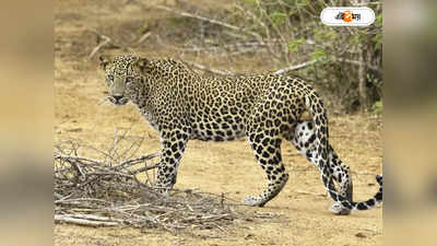 Leopard Attack : ডুয়ার্সে গলায় ফাঁস দিয়ে হত্যা চিতাবাঘকে