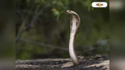 Snake Rescue : ৩ বছরে ৩ হাজার সাপ উদ্ধার, নজির সিদ্দিকুর রহমান রাব্বির