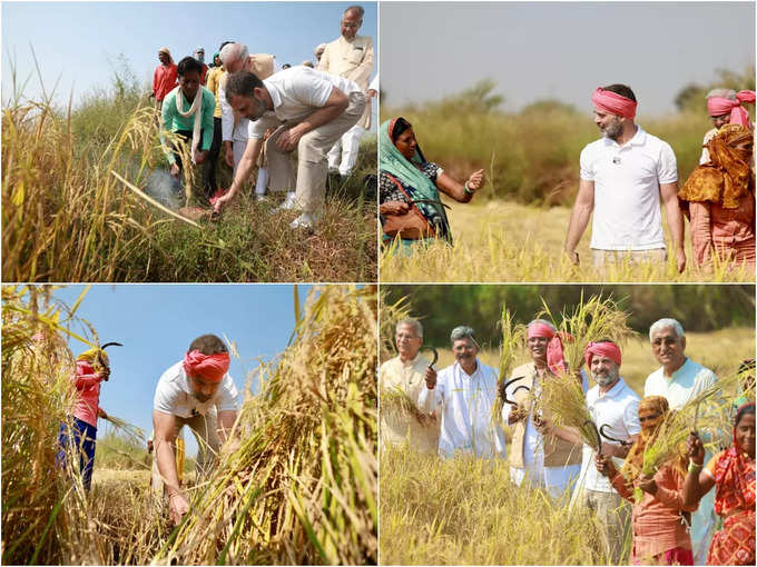 రైతుగా మారిన రాహుల్ గాంధీ.. కొడవలి పట్టి పంట కోసిన కాంగ్రెస్ నేత