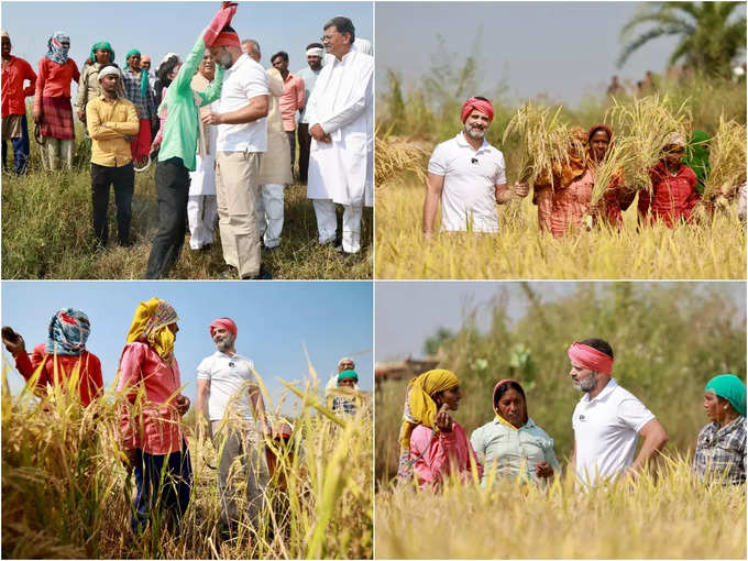 రైతుగా మారిన రాహుల్ గాంధీ.. కొడవలి పట్టి పంట కోసిన కాంగ్రెస్ నేత