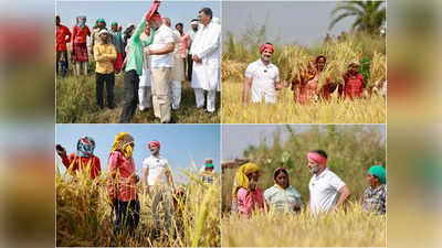 రైతుగా మారిన రాహుల్ గాంధీ.. కొడవలి పట్టి పంట కోసిన కాంగ్రెస్ నేత 