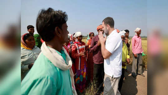 రైతుగా మారిన రాహుల్ గాంధీ.. కొడవలి పట్టి పంట కోసిన కాంగ్రెస్ నేత 