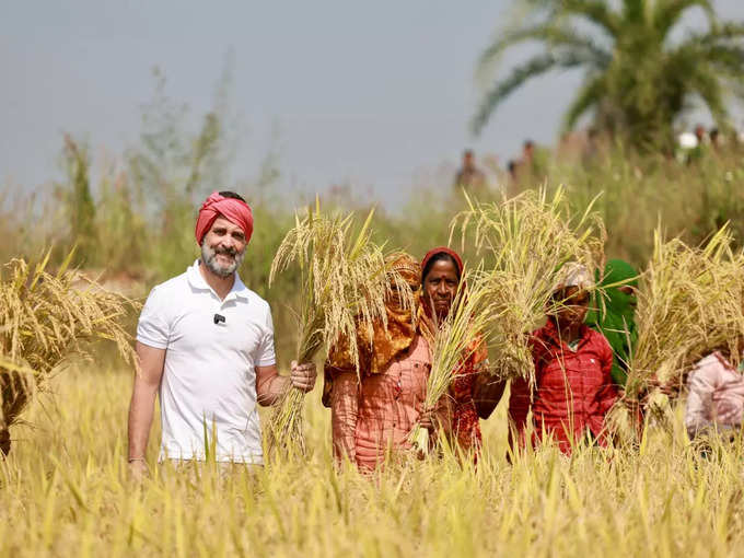 రైతుగా మారిన రాహుల్ గాంధీ.. కొడవలి పట్టి పంట కోసిన కాంగ్రెస్ నేత