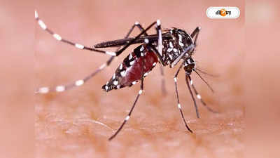 Dengue Fever : অতীতের যাবতীয় রেকর্ড ভেঙে দিয়ে লাখের পথে ডেঙ্গি