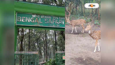Bengal Safari : দার্জিলিং যাতায়াতের পথে শিলিগুড়ি বেঙ্গল সাফারি পার্কে যাবেন? খরচ জানেন?