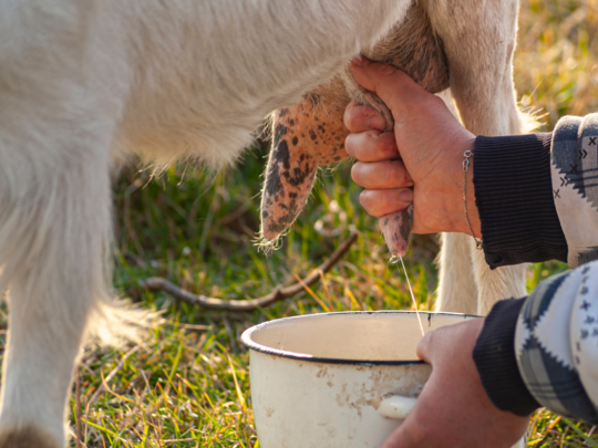 Ayurveda Benefits Of Goat Milk,प्लेटलेट्स बढ़ाने वाला बकरी का दूध दे सकता  है कई फायदे, आयुर्वेद ने बच्चों के लिए माना लाभदायक - ayurveda doctor told  benefits of drinking goat ...