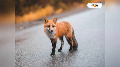 Foxes Attack : শিয়ালের হামলায় তটস্থ কাটোয়ার একাধিক গ্রাম