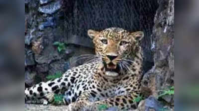 Leopard Found: മരത്തിന് മറവില്‍ പതുങ്ങി ഇരുന്ന് പുലി; കണ്ടെത്തിയത് നാടുകാണി ചുരത്തിലെ ഒന്നാം വളവിൽ; വീഡിയോ