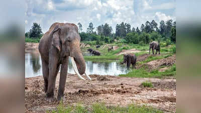झारखंड: पूर्वी सिंहभूम में 36 घंटे में करंट से दो हाथियों की मौत, बिजली विभाग के खंबों ने ली जान