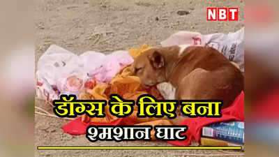 Shamshan Ghats For Dogs: पंडित जी करेंगे मंत्रोच्चार... द्वारका में डॉग्स के लिए बनाया गया श्मशान घाट