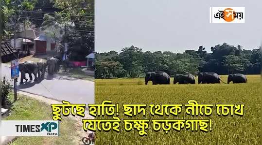 wild elephants enter into the locality in dinhata local people in panic watch the video