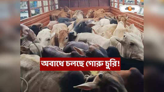 Cattle Smuggling in West Bengal : রাতের অন্ধকারে অবাধে গোরু চুরি, পাচার কি চলছেই? শোরগোল আসানসোলে