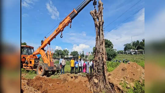 காஞ்சி: 100 ஆண்டுகள் பழமை வாய்ந்த இரு ராட்சச மரங்கள் வேருடன் மீட்பு!