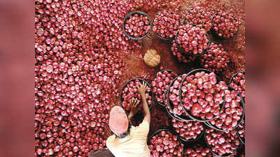 Onion Price: सातशे रुपयांनी घरंगळला कांदा; आवक कमी होऊनही भाव उतरल्याने शेतकरी चिंतेत