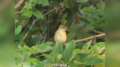 Black Browed Warbler in Kannur: ഇവൻ കട്ടിപ്പുരികക്കാരന്‍; തെക്കേ ഇന്ത്യയില്‍ അപൂര്‍വം; വിരുന്നെത്തിയത് കണ്ണൂരിൽ