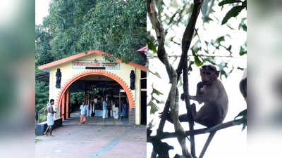 Sarngakavu Temple: കാവും വാനരന്മാരും ഉള്ള ക്ഷേത്ര ദർശനം നടത്താം; ശാര്‍ങ്ഗക്കാവിലേക്ക് പോരൂ