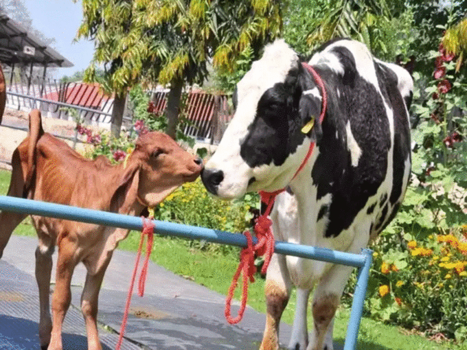 अहोई अष्टमी के इस उपाय से देवताओं की रहेगी कृपा