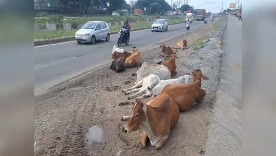 ஸ்ரீபெரும்புதூரில் சாலையில் சுற்றித் திரியும் மாடுகள்... அச்சத்துடன் செல்லும் வாகன ஓட்டிகள்!