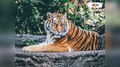 Royal Bengal Tiger : ষাঁড়কে তাড়া করে গ্রামের রাস্তায় বাঘ