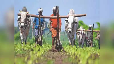 शेतकऱ्यांसाठी गुड न्यूज! रब्बी हंगामातही एक रुपयात पीक विमा, ऑनलाइन अर्ज करता येणार