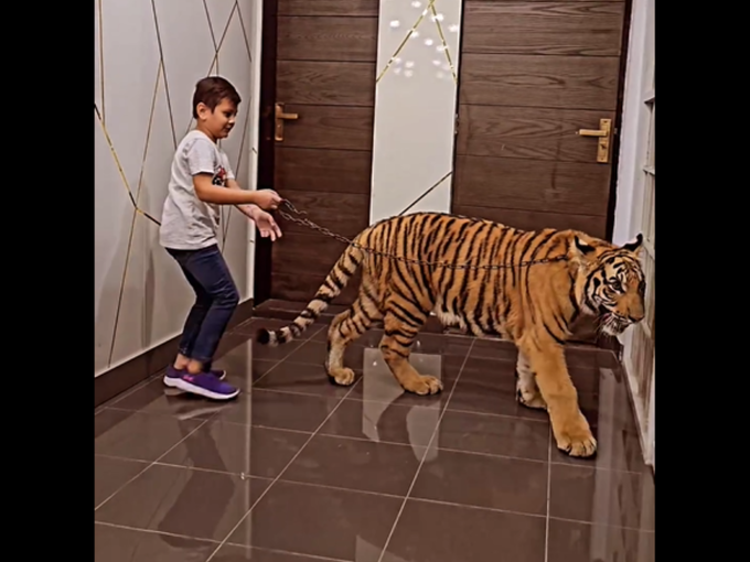 कोणी घरात वाघ पाळतं का?