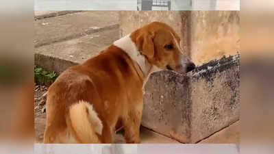 कुत्रा ४ महिन्यांपासून शवागाराबाहेर बसून, बॉडी आली की टकमक बघतो; कहाणी वाचून डोळे पाणावतील