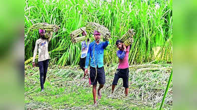 हरियाणा में गन्ना किसानों की बल्ले-बल्ले, खट्टर सरकार ने दिया दिवाली का तोहफा, बढ़ाया दाम