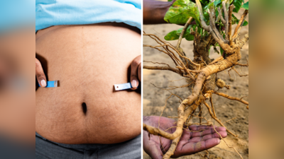 Ayurvedic Herbs For Weight Loss: पंसारी से खरीदकर रख लें 7 आयुर्वेदिक जड़ी बूटी, हफ्तेभर में गलेगी पेट की चर्बी