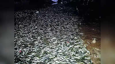 Palghar Fish: नवापूर दांडी खाडीत मृत माशांचा खच, मच्छिमारांकडून कारखान्यांवर कारवाईची मागणी