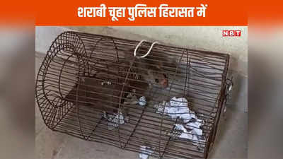 Chhindwara News: एमपी के शराबी चूहे! छिंदवाड़ा में जब्त की 60 बोतल शराब पी गए शरारती चूहे, एक आरोपी चूहा हिरासत में