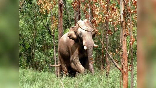 மீண்டும் அப்பர் கோதையாறு நோக்கி சென்ற அரிக்கொம்பன்! நெல்லை மலைவாழ் மக்கள் நிம்மதி!