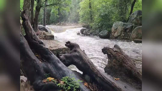 நெல்லை களக்காடு தலையணையில் வெள்ளப்பெருக்கு! சுற்றுலா பயணிகளுக்கு தடை!